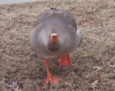 Goose Attack